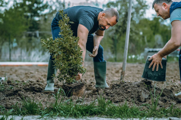 The Steps Involved in Our Tree Care Process in Harrisburg, AR